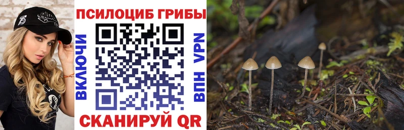 Галлюциногенные грибы Psilocybine cubensis  Теберда 